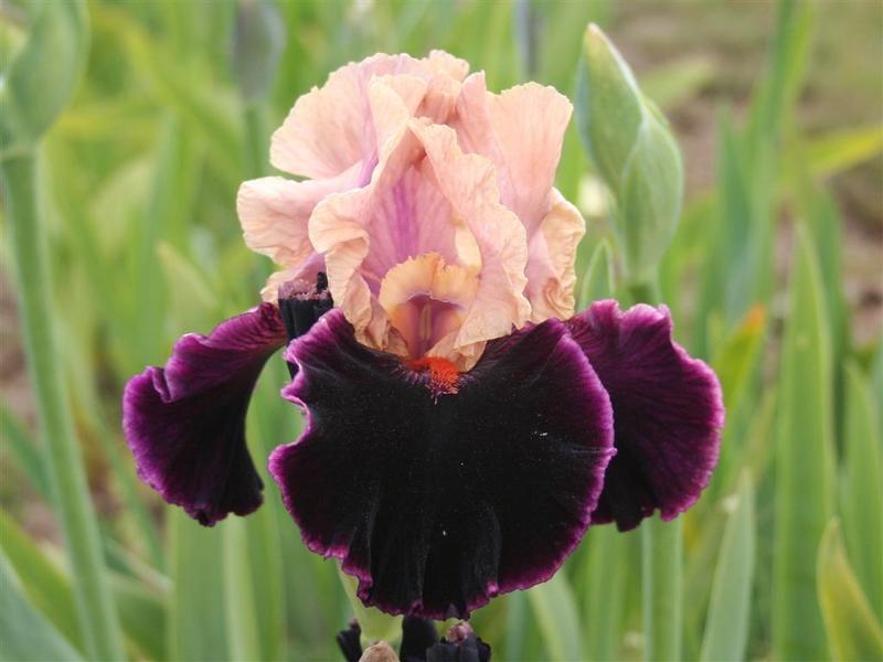 Photo of Tall Bearded Iris (Iris 'Moroccan Magic') uploaded by KentPfeiffer