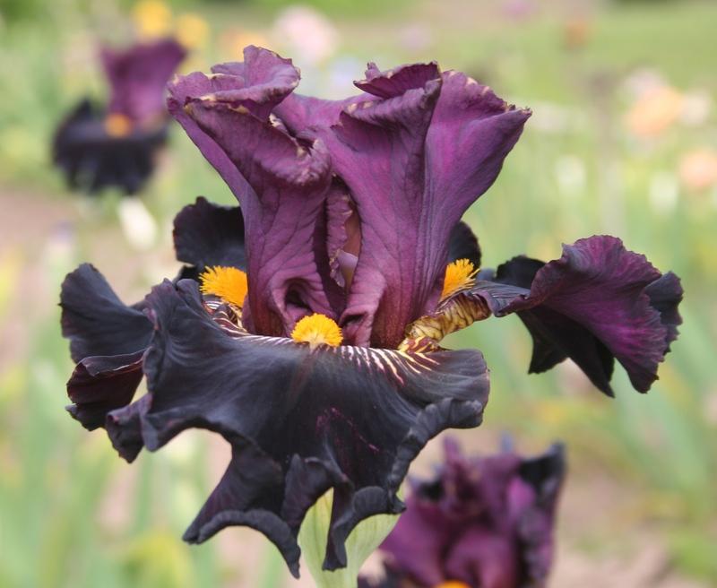 Photo of Tall Bearded Iris (Iris 'Buccaneer's Prize') uploaded by KentPfeiffer