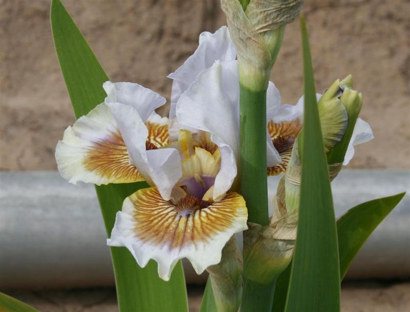 Photo of Border Bearded Iris (Iris 'Bonjour') uploaded by KentPfeiffer
