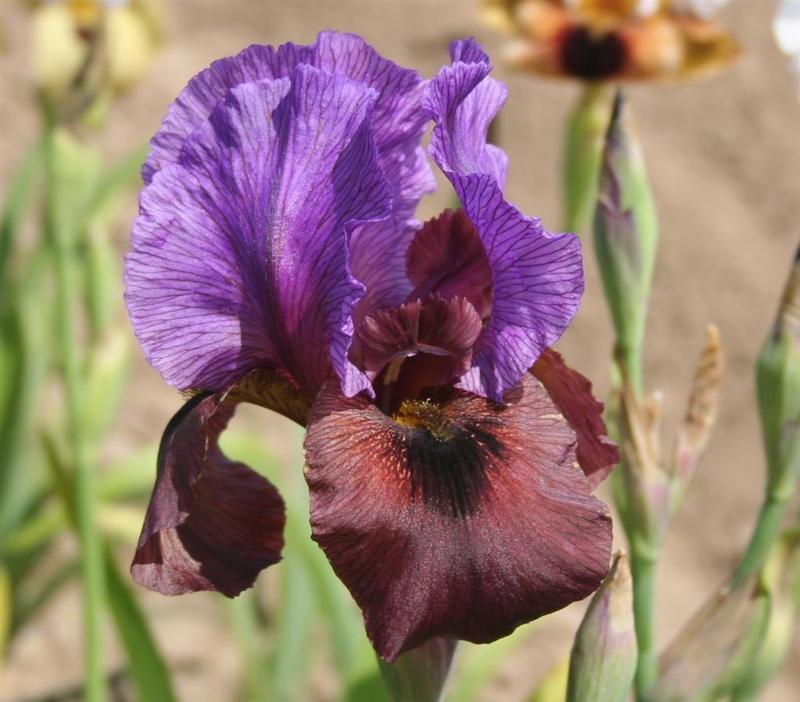 Photo of Arilbred Iris (Iris 'Exotic Treasure') uploaded by KentPfeiffer