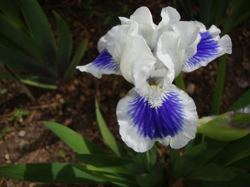 Photo of Standard Dwarf Bearded Iris (Iris 'Open Your Eyes') uploaded by Paul2032