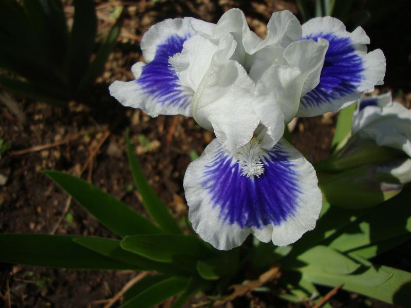 Photo of Standard Dwarf Bearded Iris (Iris 'Open Your Eyes') uploaded by Paul2032