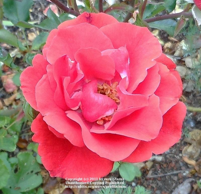 Photo of Rose (Rosa 'Cinnabar') uploaded by zuzu