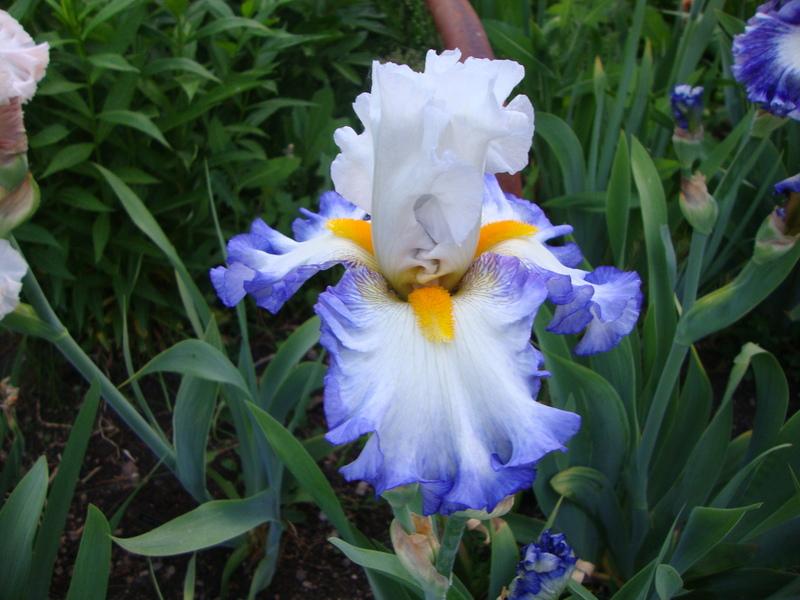 Photo of Tall Bearded Iris (Iris 'Brilliant Idea') uploaded by Paul2032