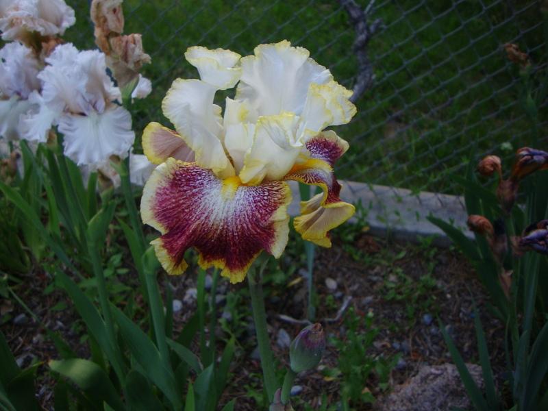Photo of Tall Bearded Iris (Iris 'Carnival Ride') uploaded by Paul2032