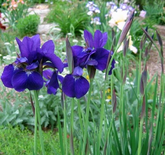 Photo of Siberian Iris (Iris 'Caesar's Brother') uploaded by frmdeath2life