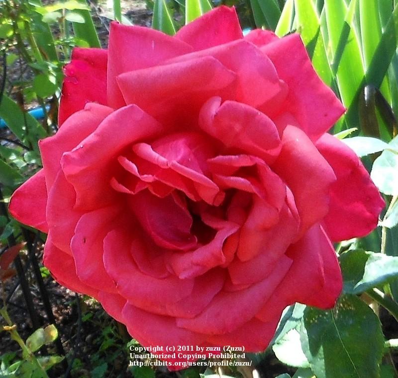 Photo of Rose (Rosa 'Brandenburg') uploaded by zuzu