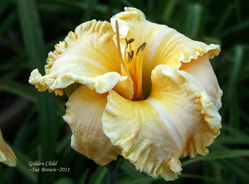 Photo of Daylily (Hemerocallis 'Golden Child') uploaded by Calif_Sue