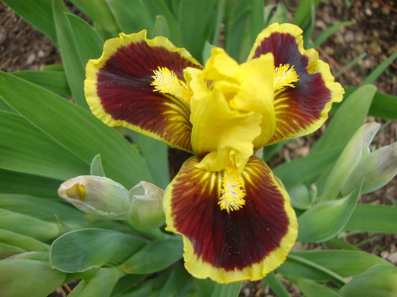 Photo of Standard Dwarf Bearded Iris (Iris 'Ultimate') uploaded by Paul2032