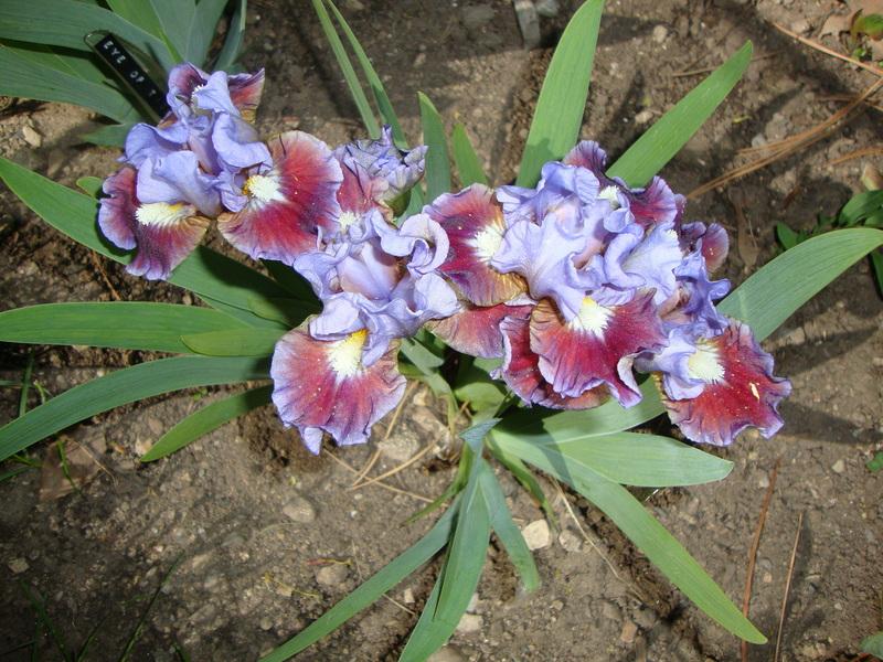 Photo of Standard Dwarf Bearded Iris (Iris 'Devoted') uploaded by Paul2032