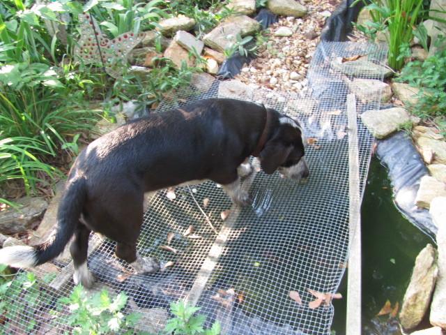 Keep Dogs Out Of Your Pond Garden Org