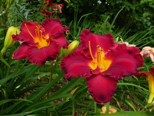 Photo of Daylily (Hemerocallis 'Paint the Town Red') uploaded by Calif_Sue