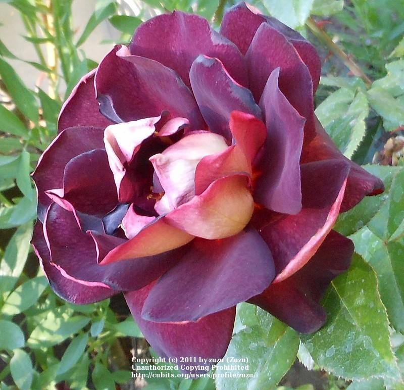 Photo of Rose (Rosa 'Garden Director Bartje Miller') uploaded by zuzu