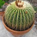 How To Repot a Cactus