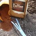 Use Coffee Grounds for Acid-Loving Plants