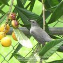 Attract Birds to Your Home and Garden