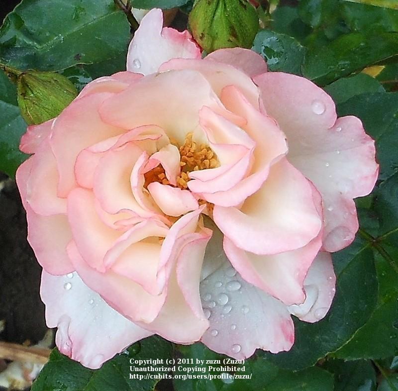 Photo of Rose (Rosa 'Glenda Marie') uploaded by zuzu