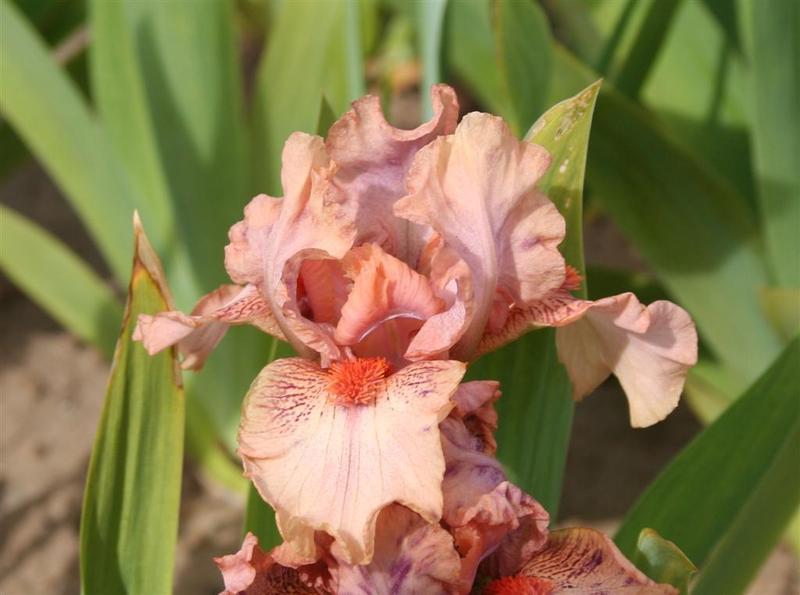 Photo of Standard Dwarf Bearded Iris (Iris 'Ignite') uploaded by KentPfeiffer