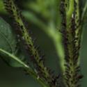 Make Your Own Aphid Spray