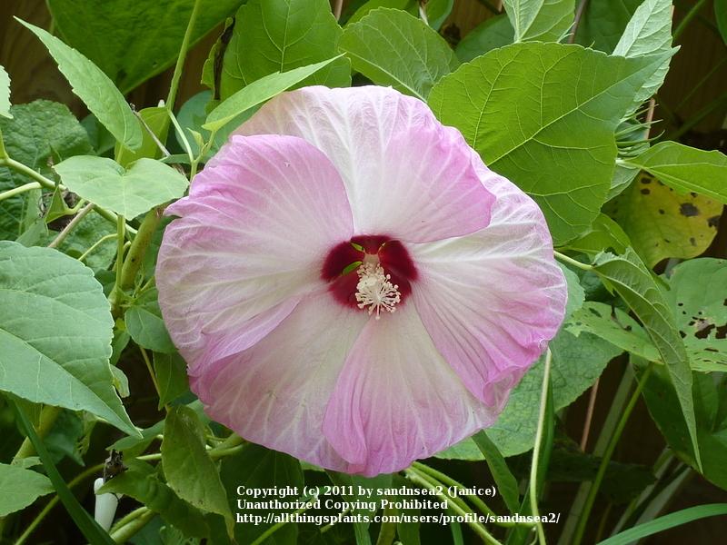 Photo of Hybrid Hardy Hibiscus (Hibiscus Luna™ Pink Swirl) uploaded by sandnsea2