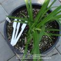 Plastic Utensils Can Be Good Plant Markers