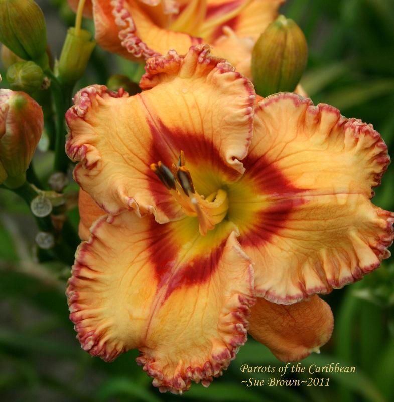 Photo of Daylily (Hemerocallis 'Parrots of the Caribbean') uploaded by Calif_Sue