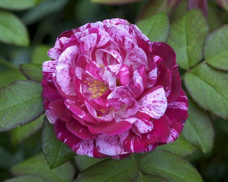 Photo of Rose (Rosa 'Moore's Striped Rugosa') uploaded by Mike