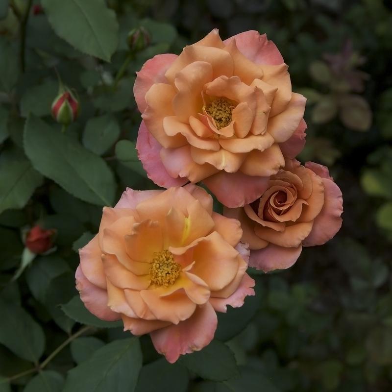 Photo of Rose (Rosa 'Tuscan Sun') uploaded by Mike