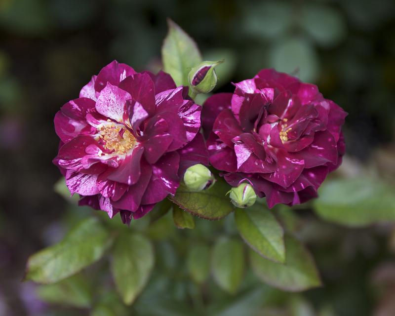 Photo of Rose (Rosa 'Purple Tiger') uploaded by Mike