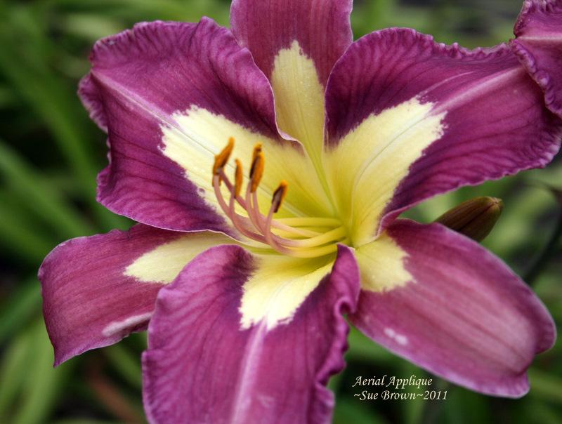 Photo of Daylily (Hemerocallis 'Aerial Applique') uploaded by Calif_Sue
