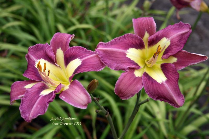 Photo of Daylily (Hemerocallis 'Aerial Applique') uploaded by Calif_Sue