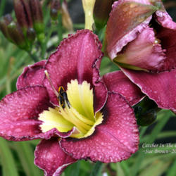 
Taken at Maryott's Daylily Gardens, the overcast skies and cooler