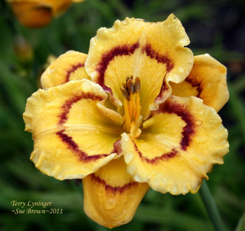 Photo of Daylily (Hemerocallis 'Terry Lyninger') uploaded by Calif_Sue