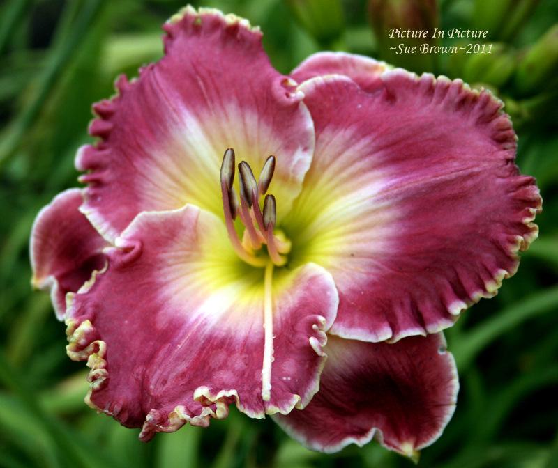 Photo of Daylily (Hemerocallis 'Picture in Picture') uploaded by Calif_Sue