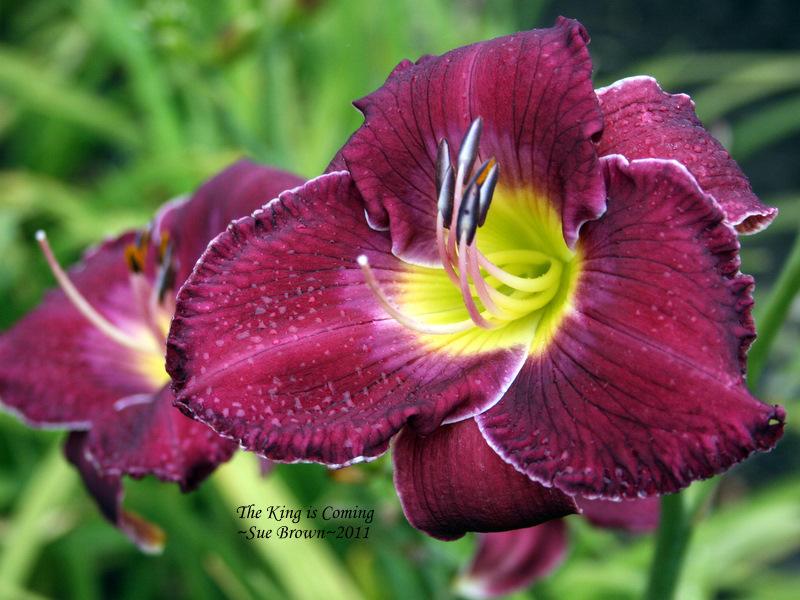 Photo of Daylily (Hemerocallis 'The King is Coming') uploaded by Calif_Sue