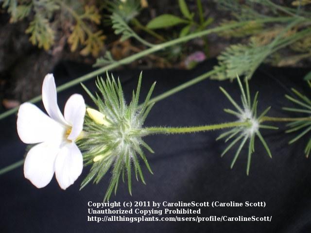 Photo of Large-Flower Desert-Trumpets (Leptosiphon grandiflorus) uploaded by CarolineScott