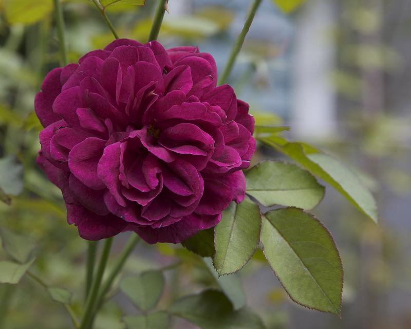 Photo of English Shrub Rose (Rosa 'Darcey Bussell') uploaded by Mike