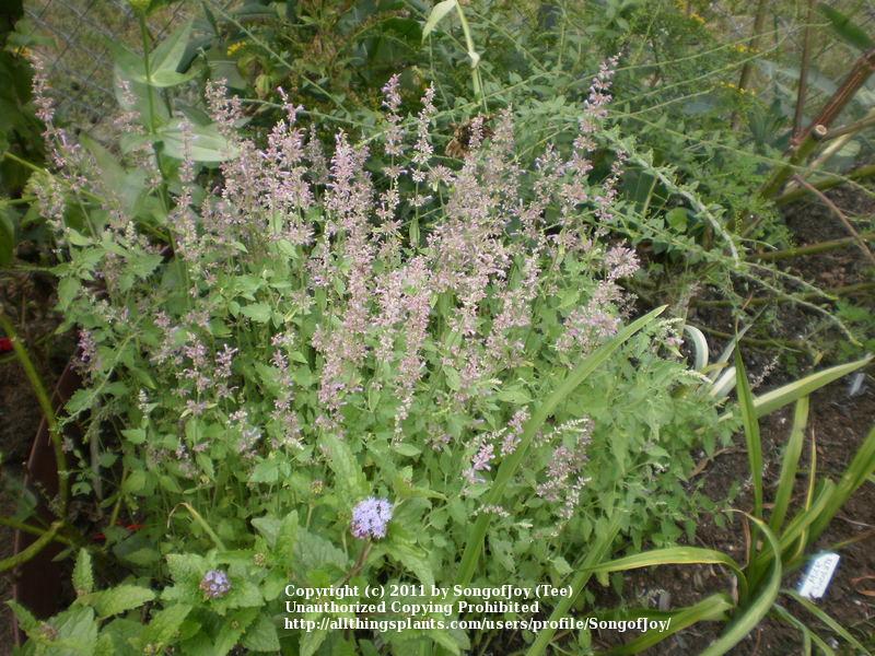 Photo of Anise Hyssop (Agastache pallidiflora subsp. neomexicana 'Pink Pop') uploaded by SongofJoy
