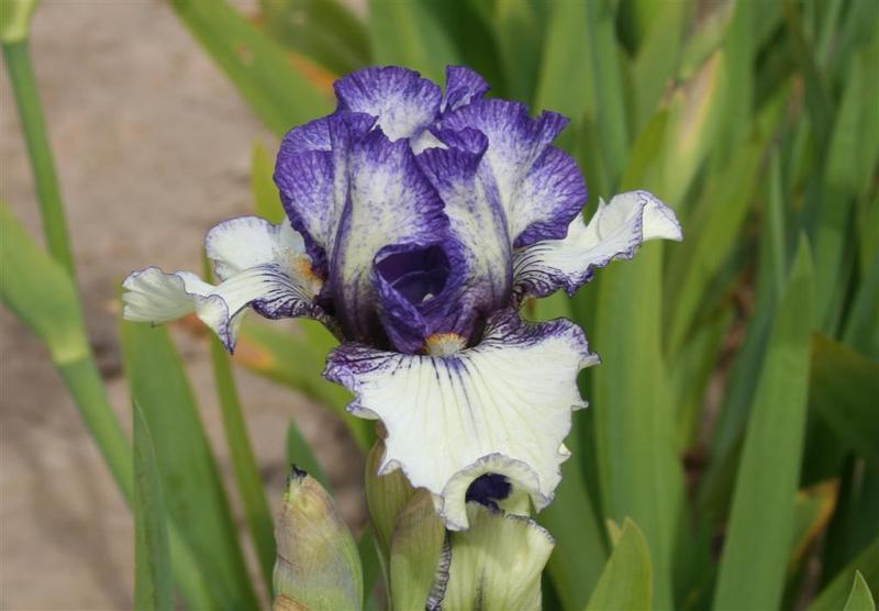 Photo of Intermediate Bearded Iris (Iris 'Presto Change-O') uploaded by KentPfeiffer