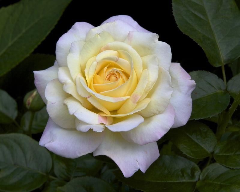 Photo of Hybrid Tea Rose (Rosa 'Peace') uploaded by Mike