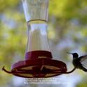 How To Attract Hummingbirds to Your Garden
