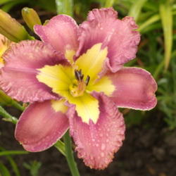 
Picture taken at Maryott's Daylily Gardens