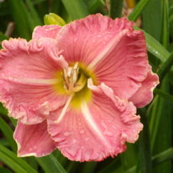 
Picture taken at Maryott's Daylily Gardens