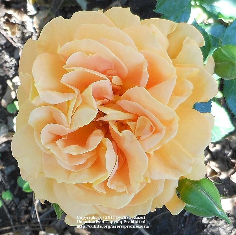 Photo of Floribunda Rose (Rosa 'Goldelse') uploaded by zuzu