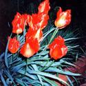 How To Grow Tulips Successfully