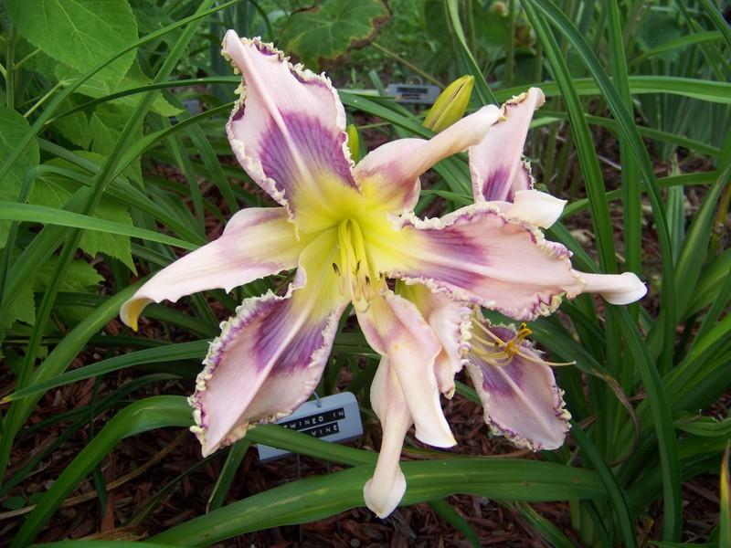 Photo of Daylily (Hemerocallis 'Entwined in the Vine') uploaded by mattsmom