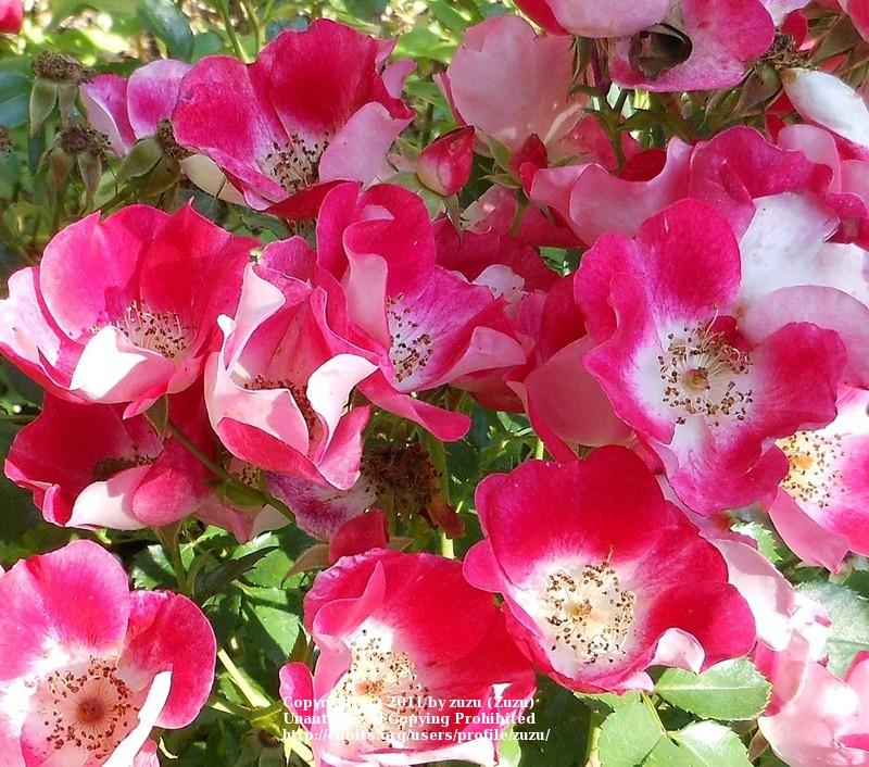 Photo of Rose (Rosa 'Carefree Spirit') uploaded by zuzu