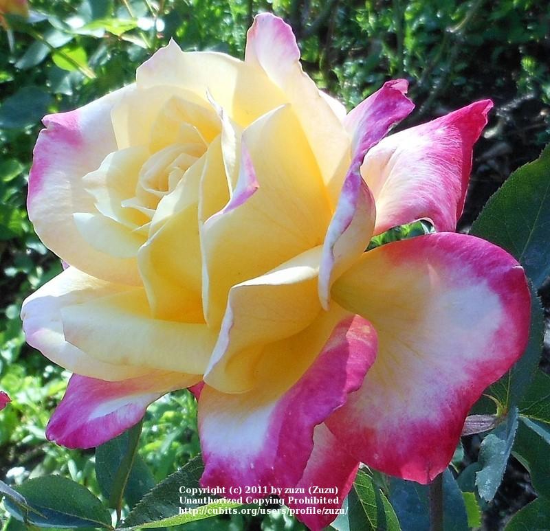 Photo of Rose (Rosa 'Classic Beauty') uploaded by zuzu