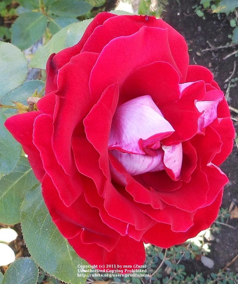 Photo of Rose (Rosa 'Alleluia') uploaded by zuzu