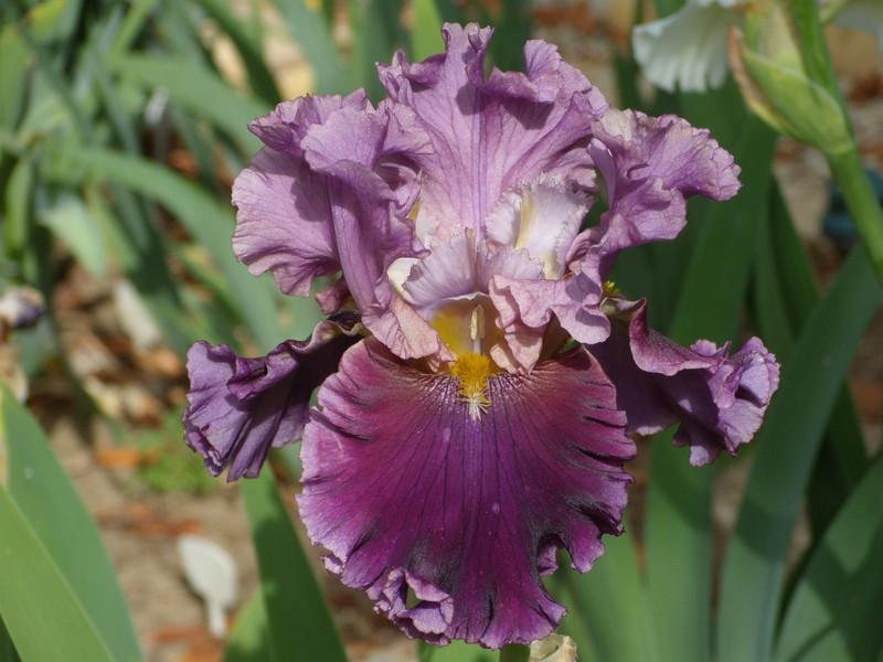 Photo of Tall Bearded Iris (Iris 'Landgraefin Elisabeth') uploaded by Betja